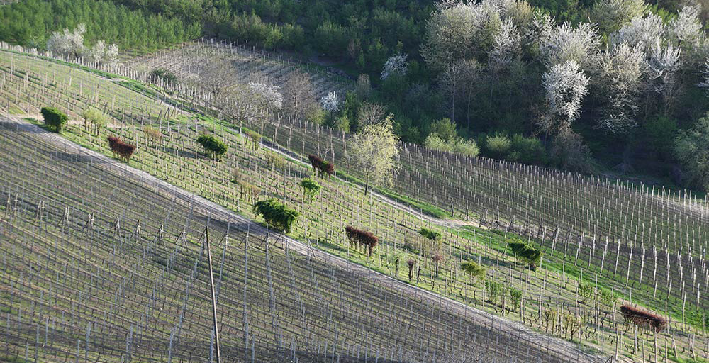 Vigneto OASI con numerose specie arboree allevate a siepe